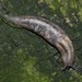 Tree Slug - Photo (c) Dieter Schulten, some rights reserved (CC BY), uploaded by Dieter Schulten