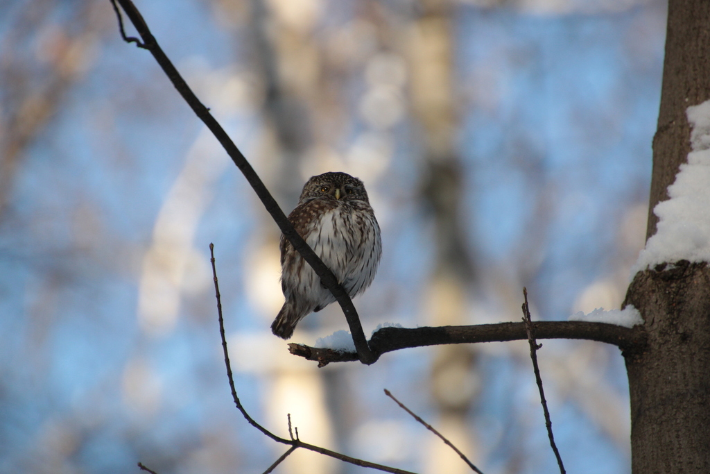 Eurasian Pygmy Owl In January 2024 By Danil Asotsky INaturalist   Large 