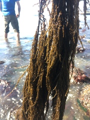 Sargassum muticum