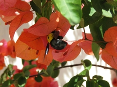 Xylocopa pubescens