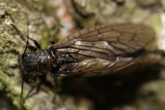 Sialidae
