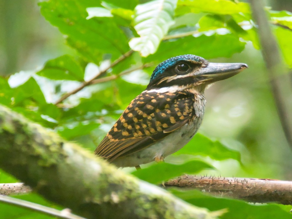 Hook-Billed Kingfisher