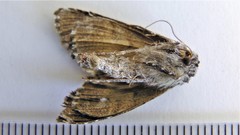 Syngrapha octoscripta