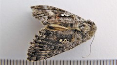 Syngrapha octoscripta