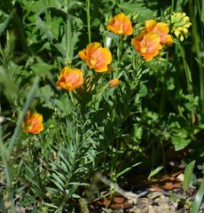 Linum berlandieri
