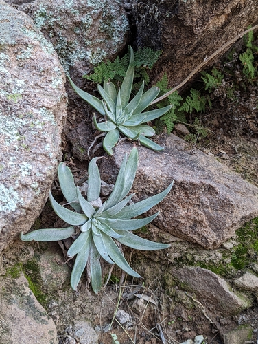 Dudleya saxosa