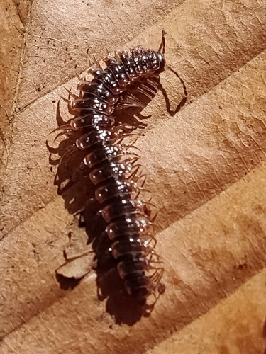 Canadian Flat-back Millipede photo 6