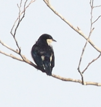 Violet-backed Hyliota (Hyliota violacea), photo 6