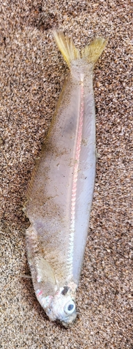 Ecuadorian longfin herring (Opisthopterus equatorialis) — Pristigasteridae — 2