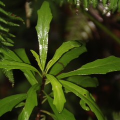 Brachyglottis kirkii