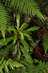 Brachyglottis kirkii