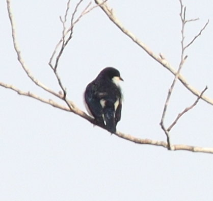 Violet-backed Hyliota (Hyliota violacea), photo 7
