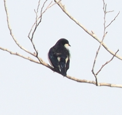 Violet-backed Hyliota (Hyliota violacea), photo 7