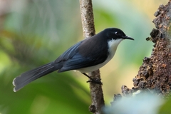 Dark-Backed Sibia photo 1