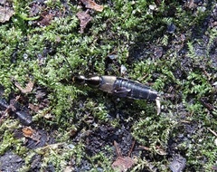 Philonthus decorus