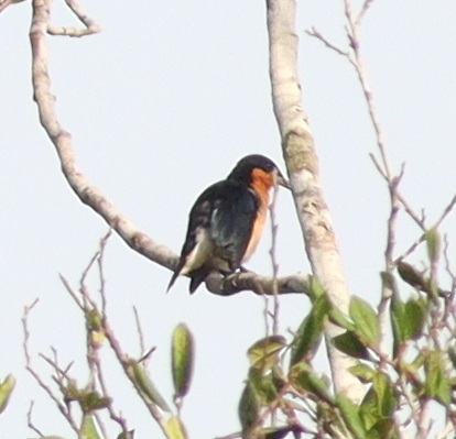 Violet-backed Hyliota illustration