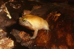 Probreviceps loveridgei