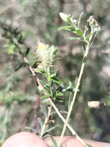 Image of Salix taxifolia by no rights reserved