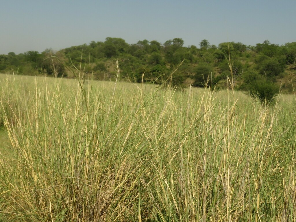 Sporobolus consimilis