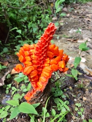 Cyclanthaceae