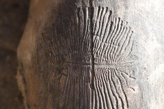 Scolytus