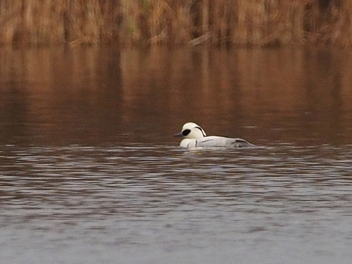 Serreta chica (Mergellus albellus)