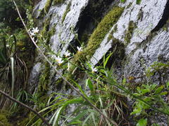 Trihesperus glaucus