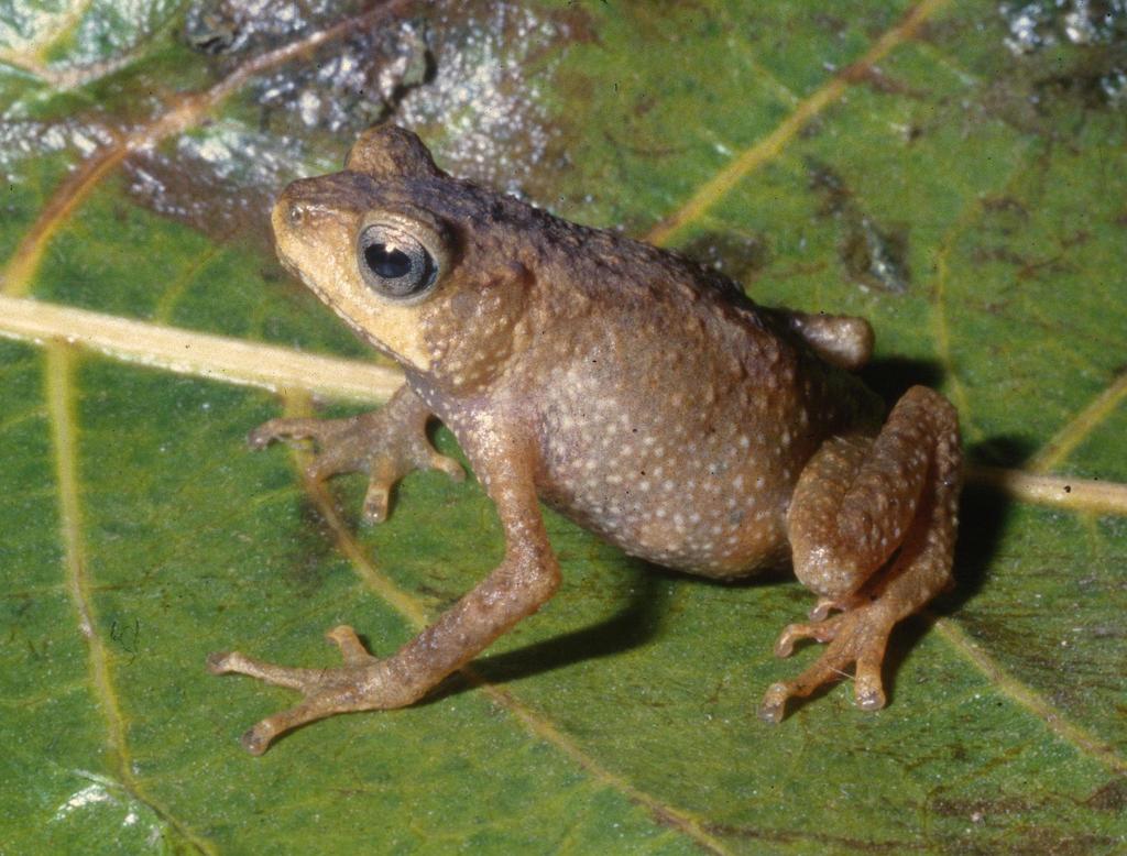 Vestergaard's Forest Toad