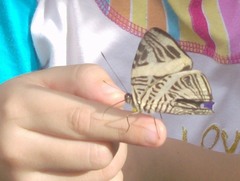 Colobura dirce