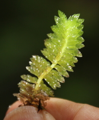 Schistochila nobilis