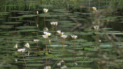 Nymphaea lotus