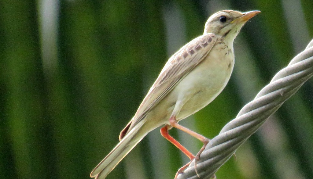 Blyth's Pipit from Bhuigaon Beach, Bhuigaon, Vasai West, Bhuigaon Bk ...