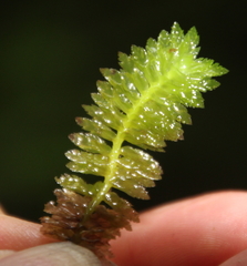 Schistochila nobilis