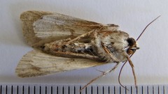 Acronicta radcliffei