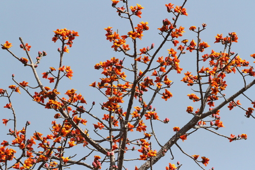 Image of Bombax costatum by (c) Lucy Keith-Diagne, some rights reserved (CC BY)