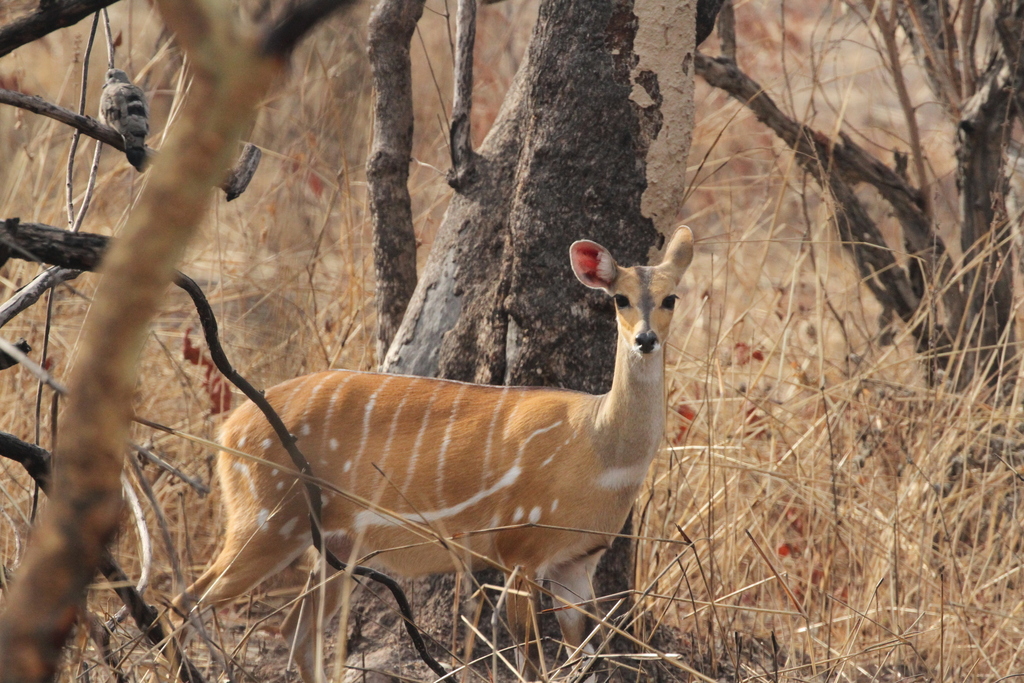 Tragelaphus scriptus scriptus from Tambacounda, Senegal on January 5