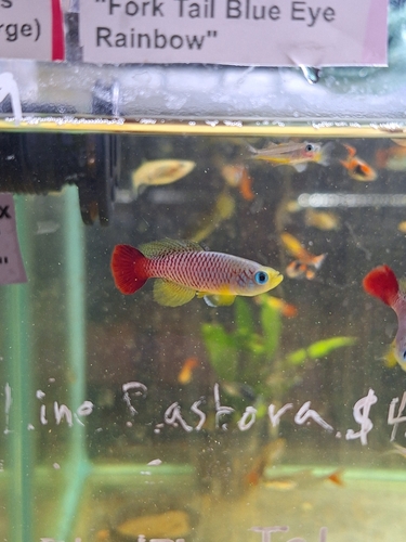 Foersch's killivis (Nothobranchius foerschi) — Nothobranchiidae