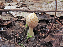 Morchella deliciosa