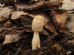 Morchella deliciosa