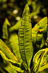 Lyonothamnus floribundus floribundus