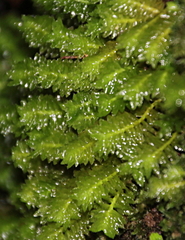 Schistochila nobilis