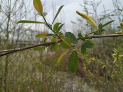 Salix triandra
