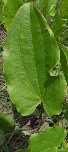 Foto de Amazônia