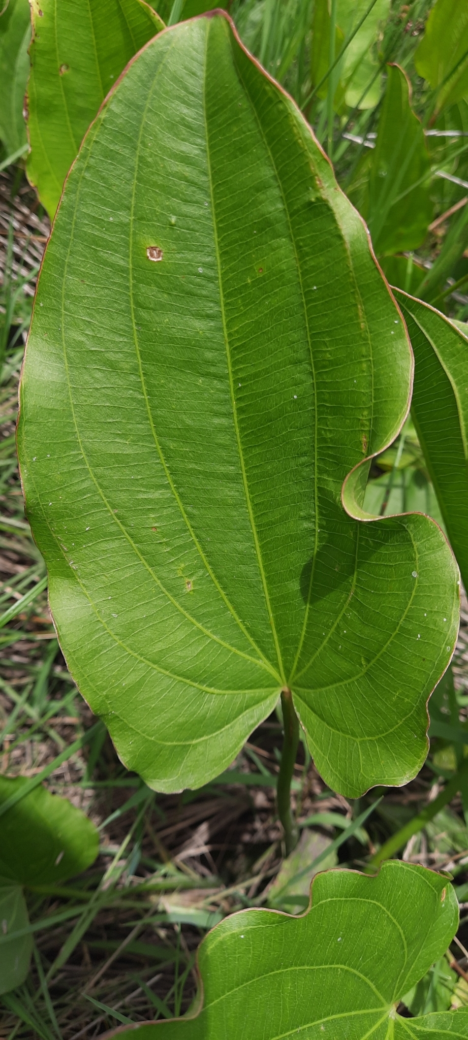 Imagem de Amazônia