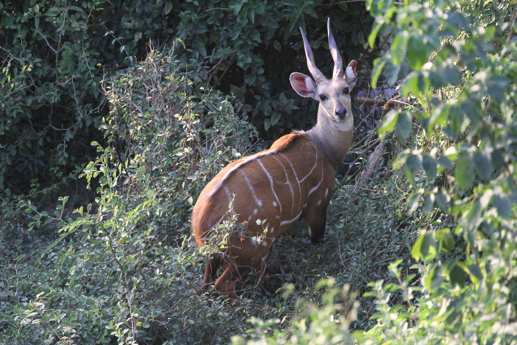 Tragelaphus scriptus scriptus from Tambacounda, Senegal on January 6