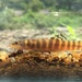 Spotback Loach - Photo (c) QuestaGame, some rights reserved (CC BY-NC-ND), uploaded by QuestaGame