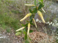 Salix triandra