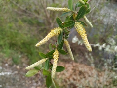 Salix triandra