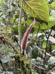 Philodendron verrucosum image