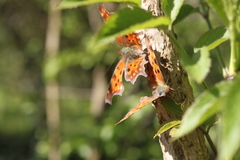 Polygonia c-album